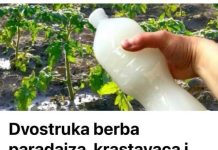 Dvostruka Berba Paradajza, Krastavaca I Bez Štetočina: Sipajte ovo u baštu! Dvostruka Berba Paradajza, Krastavaca I Bez Štetočina: Sipajte ovo u baštu! - featured image