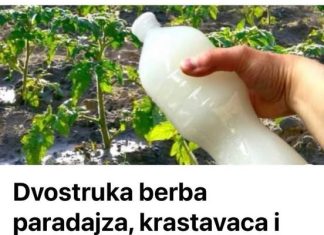Dvostruka Berba Paradajza, Krastavaca I Bez Štetočina: Sipajte ovo u baštu! Dvostruka Berba Paradajza, Krastavaca I Bez Štetočina: Sipajte ovo u baštu! - featured image