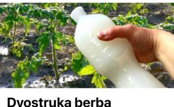 Dvostruka Berba Paradajza, Krastavaca I Bez Štetočina: Sipajte ovo u baštu! Dvostruka Berba Paradajza, Krastavaca I Bez Štetočina: Sipajte ovo u baštu! - featured image