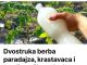 Dvostruka Berba Paradajza, Krastavaca I Bez Štetočina: Sipajte ovo u baštu! Dvostruka Berba Paradajza, Krastavaca I Bez Štetočina: Sipajte ovo u baštu! - featured image
