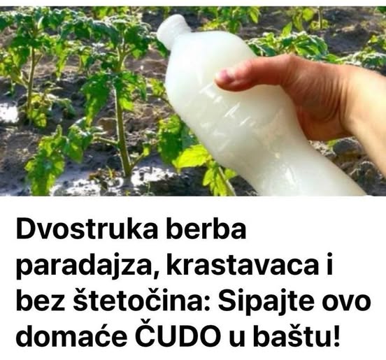 Dvostruka Berba Paradajza, Krastavaca I Bez Štetočina: Sipajte ovo u baštu! - featured image