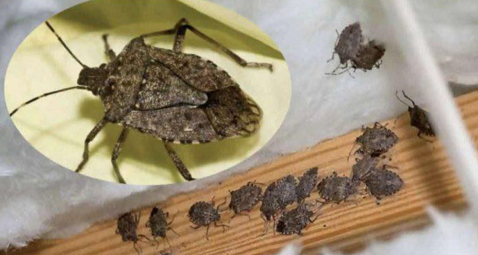 Savršen TRIK DA SE RlJEŠlTE SMRDlBUBA u stanu, na balkonu i na terasi! ZAUVIJEK! - featured image