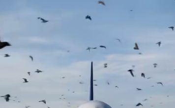 Ptice neočekivano okružile avion, a piloti su morali prinudno sletjeti: razlog je sve iznenadio 😲😱 Ptice neočekivano okružile avion, a piloti su morali prinudno sletjeti: razlog je sve iznenadio 😲😱 - featured image