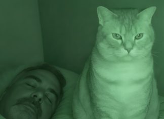 Nisam razumela zašto nas mačka svake noći posmatra mene i mog muža dok spavamo. Nisam razumela zašto nas mačka svake noći posmatra mene i mog muža dok spavamo. - featured image