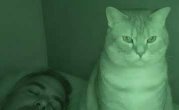 Nisam razumela zašto nas mačka svake noći posmatra mene i mog muža dok spavamo. Nisam razumela zašto nas mačka svake noći posmatra mene i mog muža dok spavamo. - featured image