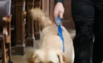 Kad su se teška vrata sudnice otvorila i unutra ušao pas, gotovo nitko nije obraćao posebnu pažnju… Ali nekoliko sekundi kasnije zaustavio se pred optuženim muškarcem, ponjušio mu ruke, a ono što se zatim dogodilo natjeralo je suca da zaustavi suđenje Kad su se teška vrata sudnice otvorila i unutra ušao pas, gotovo nitko nije obraćao posebnu pažnju… Ali nekoliko sekundi kasnije zaustavio se pred optuženim muškarcem, ponjušio mu ruke, a ono što se zatim dogodilo natjeralo je suca da zaustavi suđenje - featured image