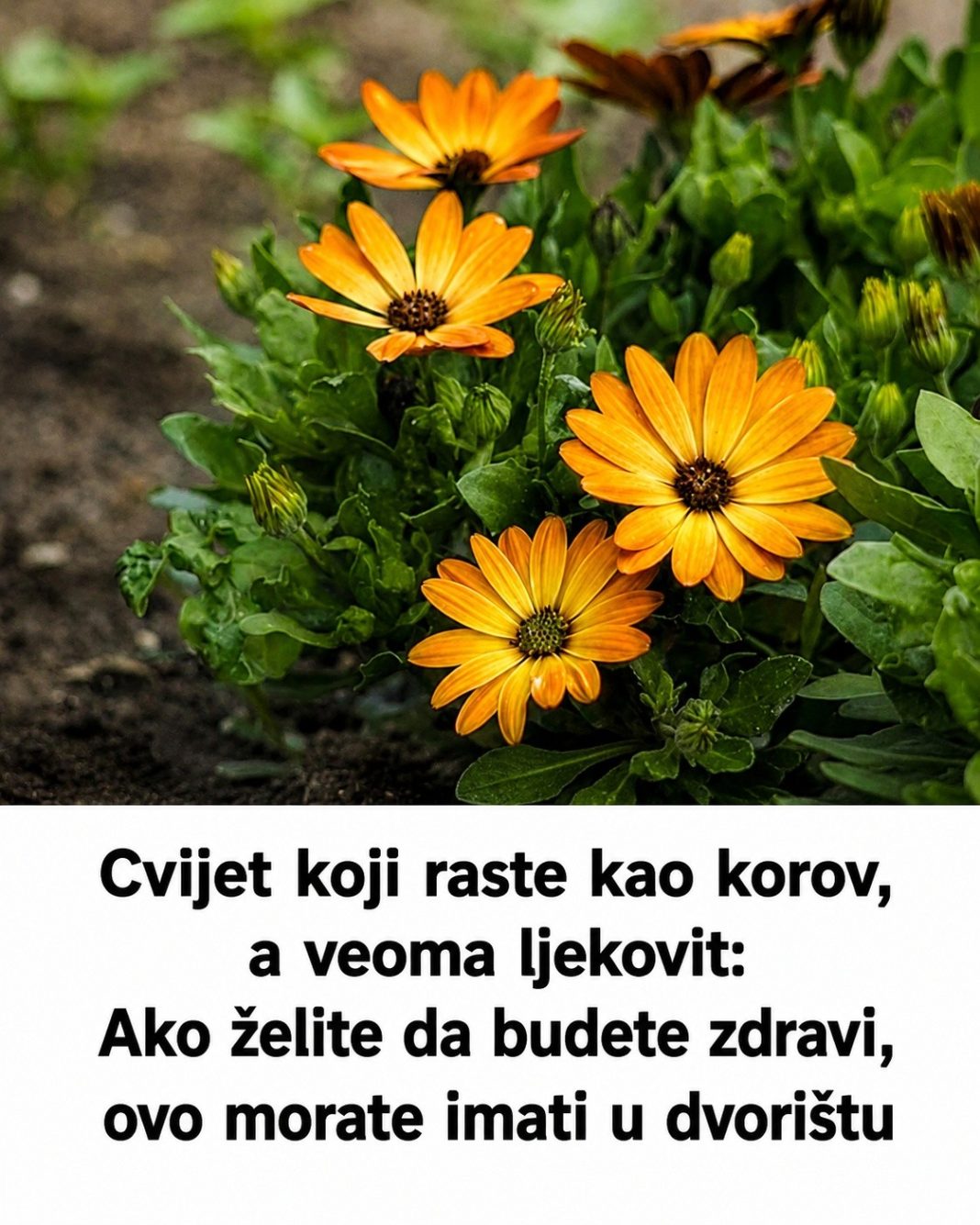 Cvijet koji raste kao korov, a veoma ljekovit: Ako želite da budete zdravi, ovo morate imati u dvorištu - featured image Cvijet koji raste kao korov, a veoma ljekovit: Ako želite da budete zdravi, ovo morate imati u dvorištu - featured image