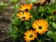 Cvijet koji raste kao korov, a veoma ljekovit: Ako želite da budete zdravi, ovo morate imati u dvorištu Cvijet koji raste kao korov, a veoma ljekovit: Ako želite da budete zdravi, ovo morate imati u dvorištu - featured image