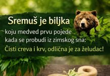 Sremuš – Prirodni čistač organizma Sremuš – Prirodni čistač organizma - featured image