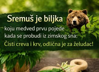 Sremuš – Prirodni čistač organizma Sremuš – Prirodni čistač organizma - featured image