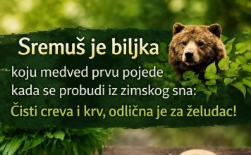 Sremuš – Prirodni čistač organizma Sremuš – Prirodni čistač organizma - featured image