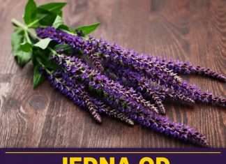 Jedna od najljekovitijih biljaka na svijetu, raste kod nas, a mi je ne primjećujemo Jedna od najljekovitijih biljaka na svijetu, raste kod nas, a mi je ne primjećujemo - featured image