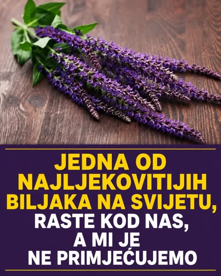 Jedna od najljekovitijih biljaka na svijetu, raste kod nas, a mi je ne primjećujemo - featured image Jedna od najljekovitijih biljaka na svijetu, raste kod nas, a mi je ne primjećujemo - featured image
