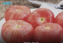 Stručnjaci upozoravaju: Ne stavljajte paradajz u frižider Stručnjaci upozoravaju: Ne stavljajte paradajz u frižider - featured image
