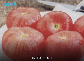 Stručnjaci upozoravaju: Ne stavljajte paradajz u frižider Stručnjaci upozoravaju: Ne stavljajte paradajz u frižider - featured image