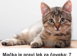Mačka je pravi lek za čoveka: 7 bolesti koje samo ona može da izleči! Mačka je pravi lek za čoveka: 7 bolesti koje samo ona može da izleči! - featured image
