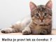 Mačka je pravi lek za čoveka: 7 bolesti koje samo ona može da izleči! Mačka je pravi lek za čoveka: 7 bolesti koje samo ona može da izleči! - featured image