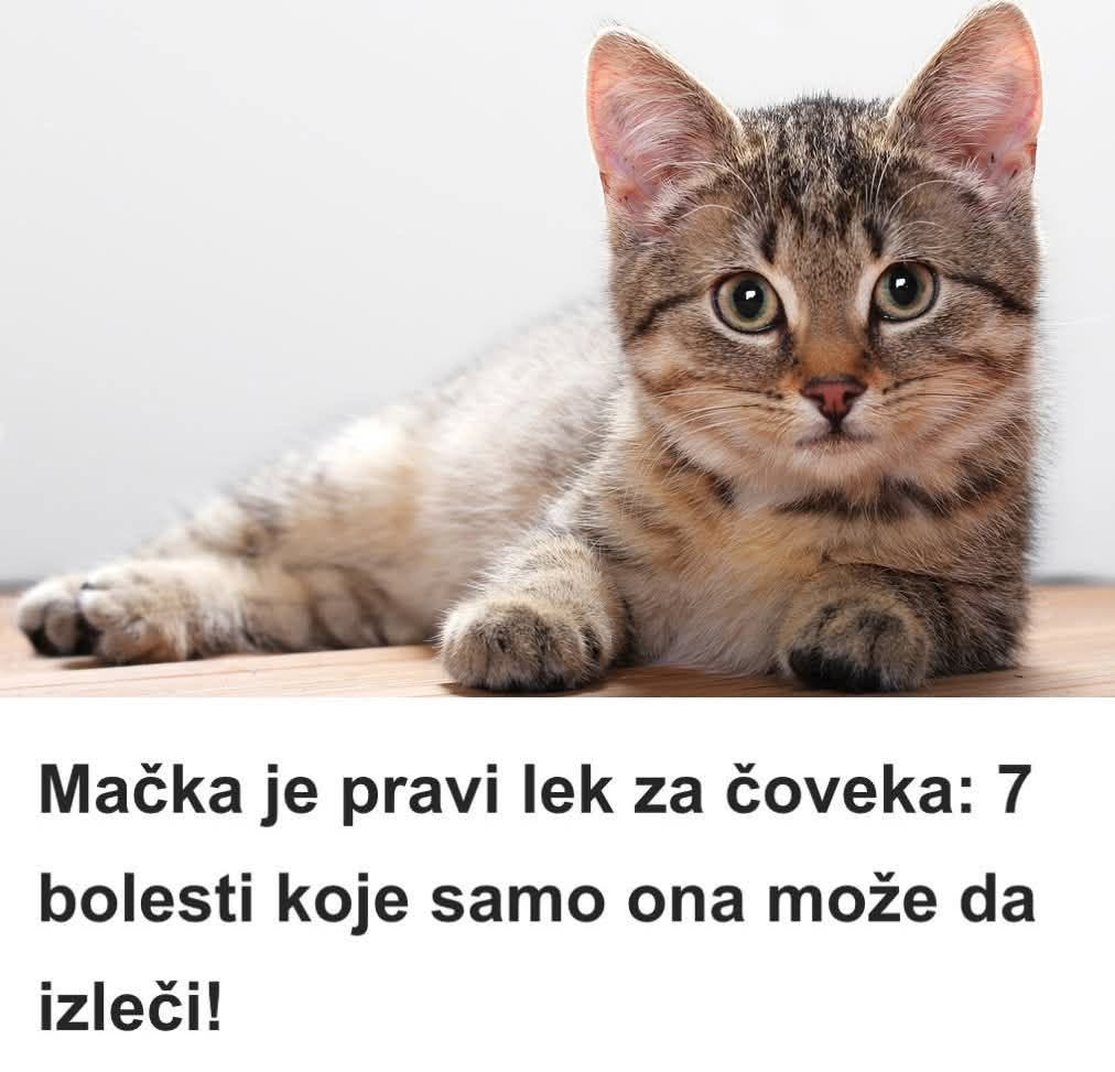 Mačka je pravi lek za čoveka: 7 bolesti koje samo ona može da izleči! - featured image