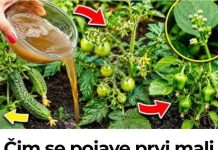Zalijte paradajz i krastavac ovim rastvorom i rađaće do besvijesti: Baštovanski trik odmah djeluje Zalijte paradajz i krastavac ovim rastvorom i rađaće do besvijesti: Baštovanski trik odmah djeluje - featured image
