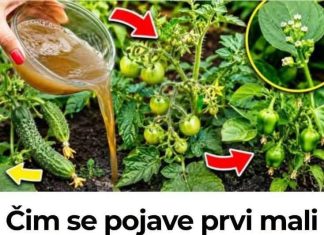 Zalijte paradajz i krastavac ovim rastvorom i rađaće do besvijesti: Baštovanski trik odmah djeluje Zalijte paradajz i krastavac ovim rastvorom i rađaće do besvijesti: Baštovanski trik odmah djeluje - featured image