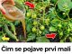 Zalijte paradajz i krastavac ovim rastvorom i rađaće do besvijesti: Baštovanski trik odmah djeluje Zalijte paradajz i krastavac ovim rastvorom i rađaće do besvijesti: Baštovanski trik odmah djeluje - featured image