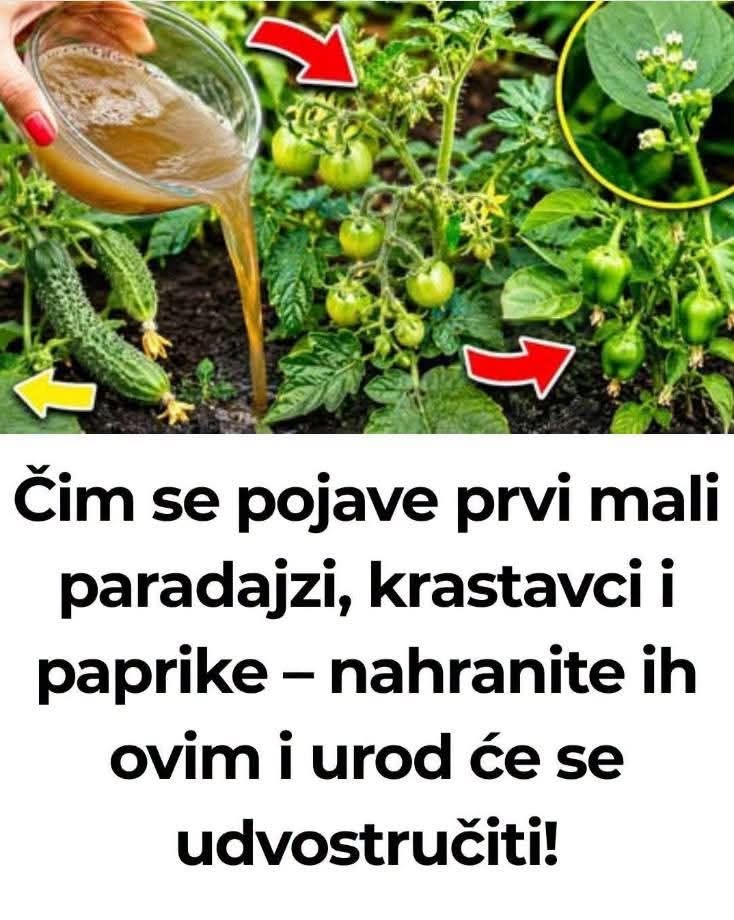 Zalijte paradajz i krastavac ovim rastvorom i rađaće do besvijesti: Baštovanski trik odmah djeluje - featured image