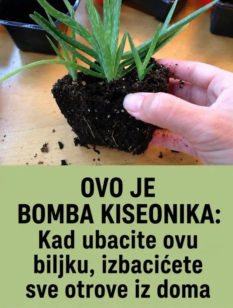 OVO JE BOMBA KISEONIKA: Kad ubacite ovu biljku, izbacićete sve otrove iz doma - featured image