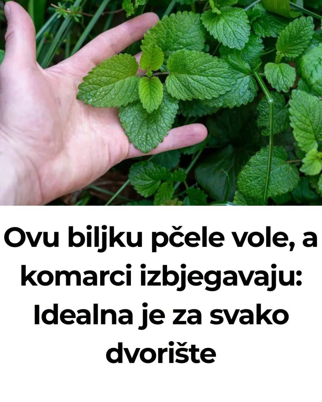 Ovu biljku pčele vole, a komarci izbjegavaju: Idealna je za svako dvorište - featured image Ovu biljku pčele vole, a komarci izbjegavaju: Idealna je za svako dvorište - featured image