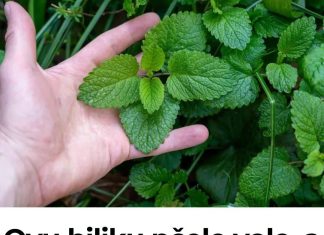 Ovu biljku pčele vole, a komarci izbjegavaju: Idealna je za svako dvorište Ovu biljku pčele vole, a komarci izbjegavaju: Idealna je za svako dvorište - featured image