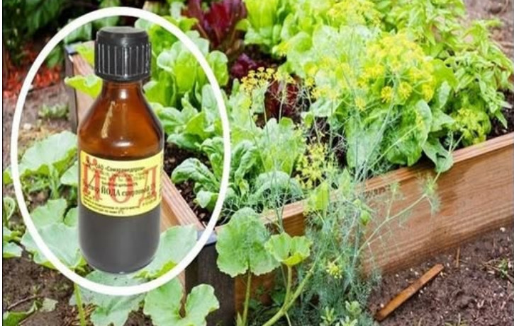 SAMO JEDNA KAP JODA MOŽE DA SPASI BAŠTU: Od truljenja, gljivičnih infekcija i pepelnice! Evo kako se koristi - featured image