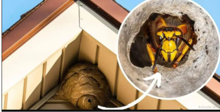 Domaći TRIK za otklanjanje stršljena: Samo sam ga stavio u baštu i sutradan ih nema! - featured image