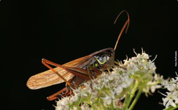 Evo šta znači ako noću čujete cvrčke kako cvrkuću u kući ili bašti: Stručnjaci otkrivaju da li je to dobar znak i šta vam poručuju!!! Evo šta znači ako noću čujete cvrčke kako cvrkuću u kući ili bašti: Stručnjaci otkrivaju da li je to dobar znak i šta vam poručuju!!! - featured image