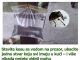 Stavite kesu sa vodom na prozor, ubacite jednu stvar koju svi imaju u kući – i više nikada nećete videti muhu Stavite kesu sa vodom na prozor, ubacite jednu stvar koju svi imaju u kući – i više nikada nećete videti muhu - featured image