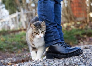 Što vam vaša mačka pokušava reći kada vam se trlja uz noge?Obratite pažnju pokušava nešto važno da vam kaže!!!! Što vam vaša mačka pokušava reći kada vam se trlja uz noge?Obratite pažnju pokušava nešto važno da vam kaže!!!! - featured image