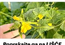 Poprskajte ga na LIŠĆE krastavca i paradajza: Žutilo prestaje i nestaje ODMAH! Poprskajte ga na LIŠĆE krastavca i paradajza: Žutilo prestaje i nestaje ODMAH! - featured image