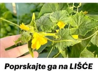 Poprskajte ga na LIŠĆE krastavca i paradajza: Žutilo prestaje i nestaje ODMAH! Poprskajte ga na LIŠĆE krastavca i paradajza: Žutilo prestaje i nestaje ODMAH! - featured image
