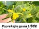 Poprskajte ga na LIŠĆE krastavca i paradajza: Žutilo prestaje i nestaje ODMAH! Poprskajte ga na LIŠĆE krastavca i paradajza: Žutilo prestaje i nestaje ODMAH! - featured image