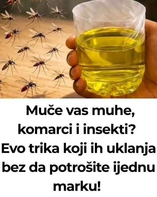 Korisni savjeti kako se riješiti muha i komaraca u kući - featured image
