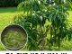 IMATE POVIŠEN ŠEĆER? Pijte čaj od ovog lišća! IMATE POVIŠEN ŠEĆER? Pijte čaj od ovog lišća! - featured image