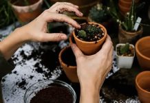 UBACILA SAM OVO U CVIJEĆE I ONO RASTE KAO LUDO: Trik koji ćete obožavati, A BESPLATNO JE UBACILA SAM OVO U CVIJEĆE I ONO RASTE KAO LUDO: Trik koji ćete obožavati, A BESPLATNO JE - featured image