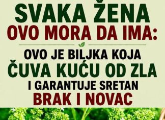 Ova biljka ČUVA kuću od zla i garantuje sretan BRAK i NOVAC: Obavezna je u kući! Ova biljka ČUVA kuću od zla i garantuje sretan BRAK i NOVAC: Obavezna je u kući! - featured image