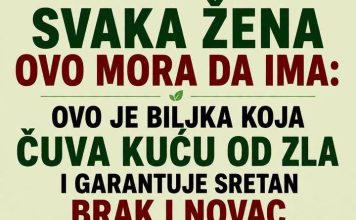 Ova biljka ČUVA kuću od zla i garantuje sretan BRAK i NOVAC: Obavezna je u kući! Ova biljka ČUVA kuću od zla i garantuje sretan BRAK i NOVAC: Obavezna je u kući! - featured image