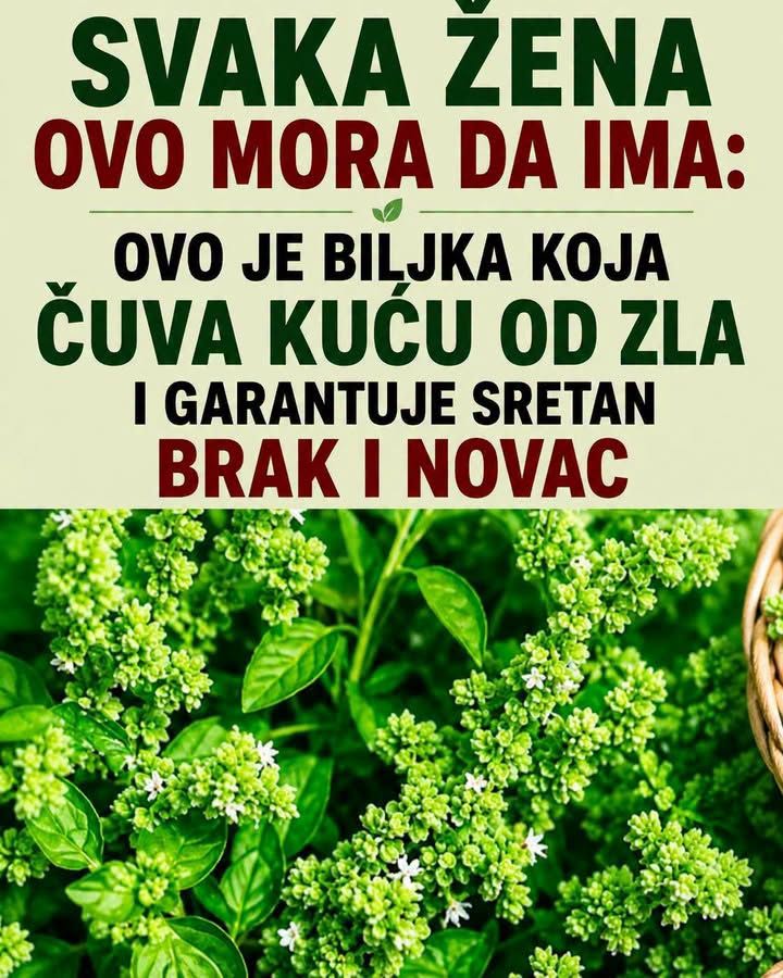 Ova biljka ČUVA kuću od zla i garantuje sretan BRAK i NOVAC: Obavezna je u kući! - featured image Ova biljka ČUVA kuću od zla i garantuje sretan BRAK i NOVAC: Obavezna je u kući! - featured image