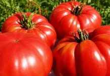 SAČUVAJTE SJEME PARADAJZA ZA SLIJEDEĆU GODINU: OVO JE NAJBOLJI NAČIN SAČUVAJTE SJEME PARADAJZA ZA SLIJEDEĆU GODINU: OVO JE NAJBOLJI NAČIN - featured image