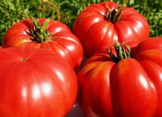 SAČUVAJTE SJEME PARADAJZA ZA SLIJEDEĆU GODINU: OVO JE NAJBOLJI NAČIN SAČUVAJTE SJEME PARADAJZA ZA SLIJEDEĆU GODINU: OVO JE NAJBOLJI NAČIN - featured image