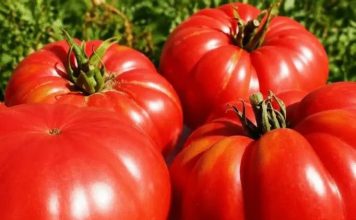 SAČUVAJTE SJEME PARADAJZA ZA SLIJEDEĆU GODINU: OVO JE NAJBOLJI NAČIN SAČUVAJTE SJEME PARADAJZA ZA SLIJEDEĆU GODINU: OVO JE NAJBOLJI NAČIN - featured image