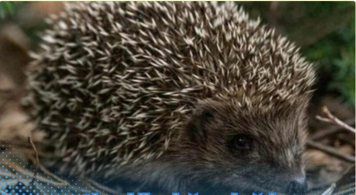 Ako vidite ježa u bašti, to nije slučajnost: Njegov dolazak ima važno značenje, evo i koje - featured image Ako vidite ježa u bašti, to nije slučajnost: Njegov dolazak ima važno značenje, evo i koje - featured image