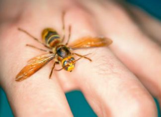 AKO VAS UBODE STRŠLJEN: Da biste spasili sebi život i izbjegli alergijske reakcije – EVO ŠTA ODMAH MORATE URADITI AKO VAS UBODE STRŠLJEN: Da biste spasili sebi život i izbjegli alergijske reakcije – EVO ŠTA ODMAH MORATE URADITI - featured image