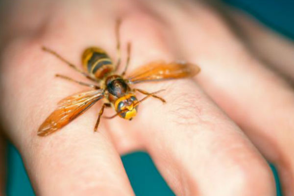 AKO VAS UBODE STRŠLJEN: Da biste spasili sebi život i izbjegli alergijske reakcije – EVO ŠTA ODMAH MORATE URADITI - featured image