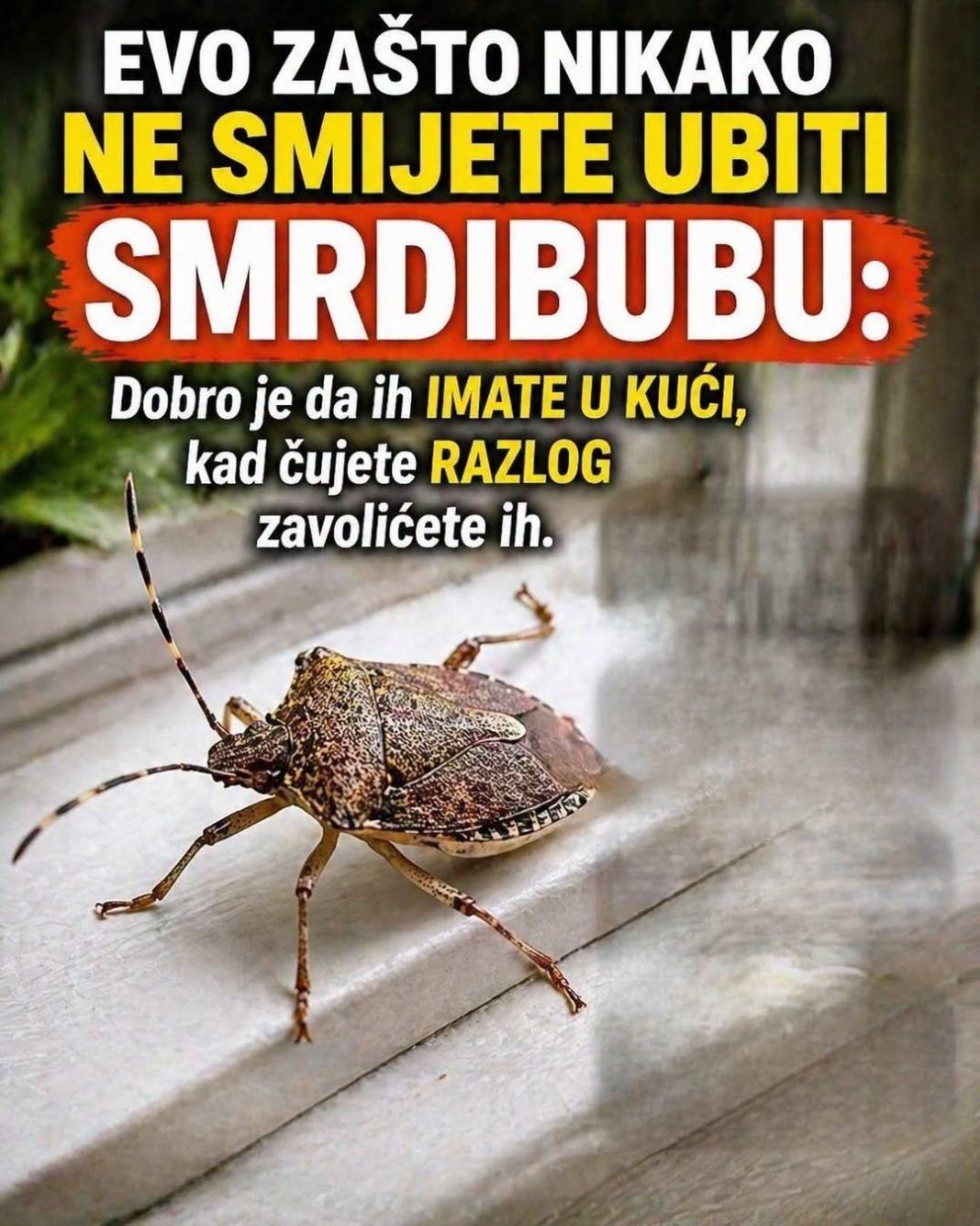 EVO ZAŠTO NIKAKO NE SMIJETE UBITI SMRDIBUBU: Dobro je da ih IMATE U KUĆI, kad čujete RAZLOG zavolićete ih - featured image EVO ZAŠTO NIKAKO NE SMIJETE UBITI SMRDIBUBU: Dobro je da ih IMATE U KUĆI, kad čujete RAZLOG zavolićete ih - featured image